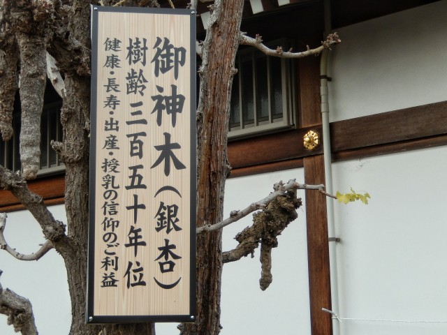 富士見市にある水宮神社の御神木