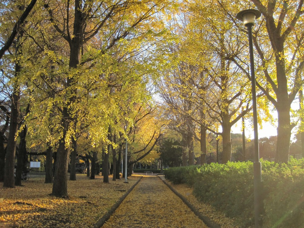 板橋区の紅葉スポット！赤塚公園のいちょう並木がすごいの知ってた？